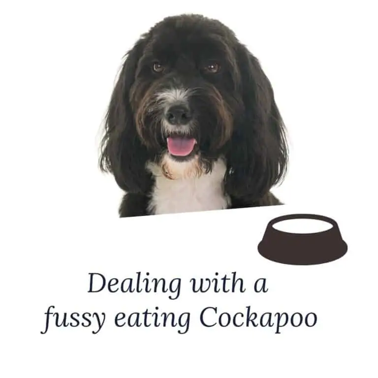 Are Cockapoos Fussy Eaters? [How to Get Your Cockapoo to Eat]