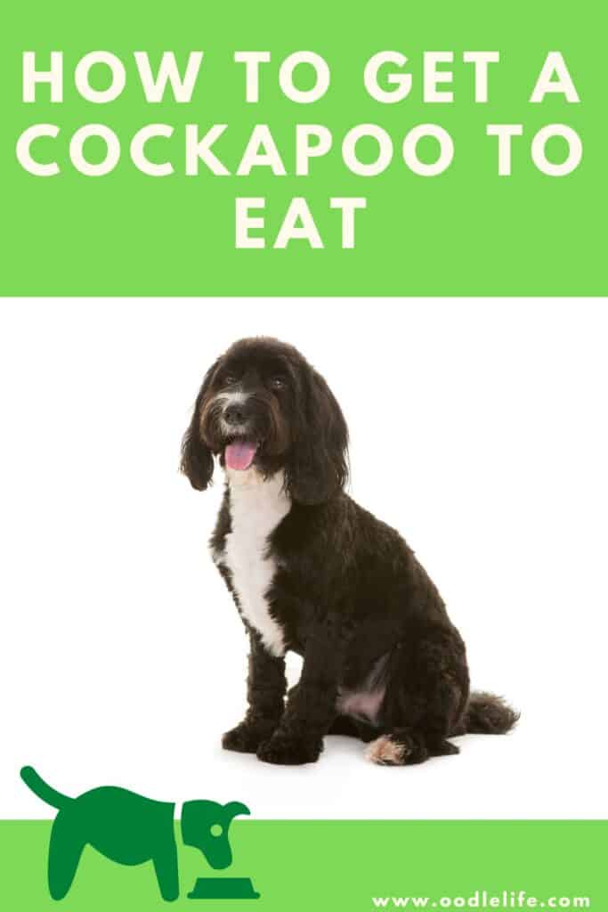 are cockapoos fussy eaters get cockapoo to eat
