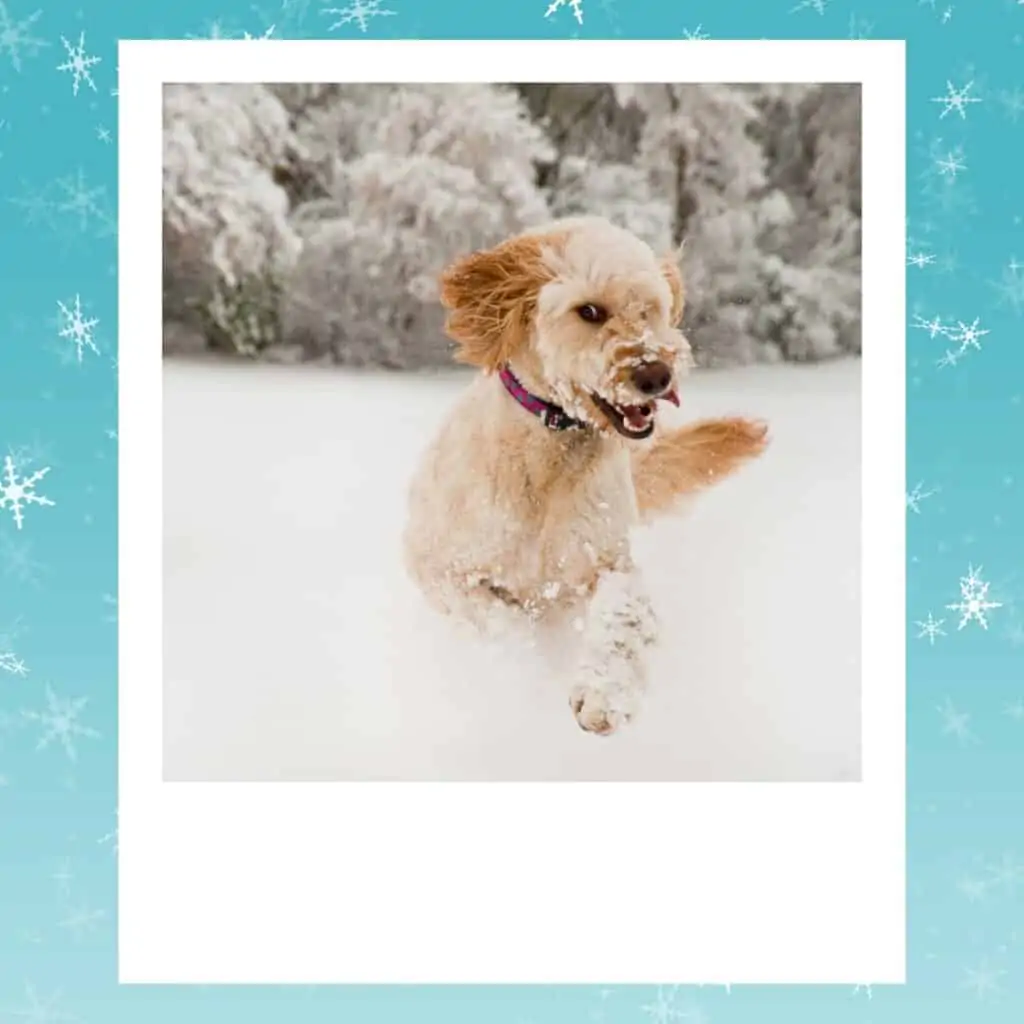 goldendoodle loving the snow