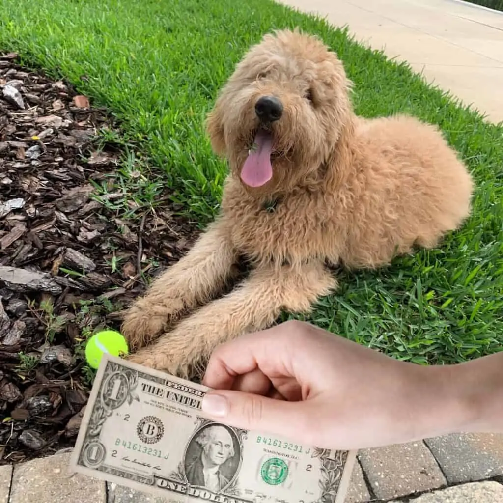 goldendoodle with cash in hand