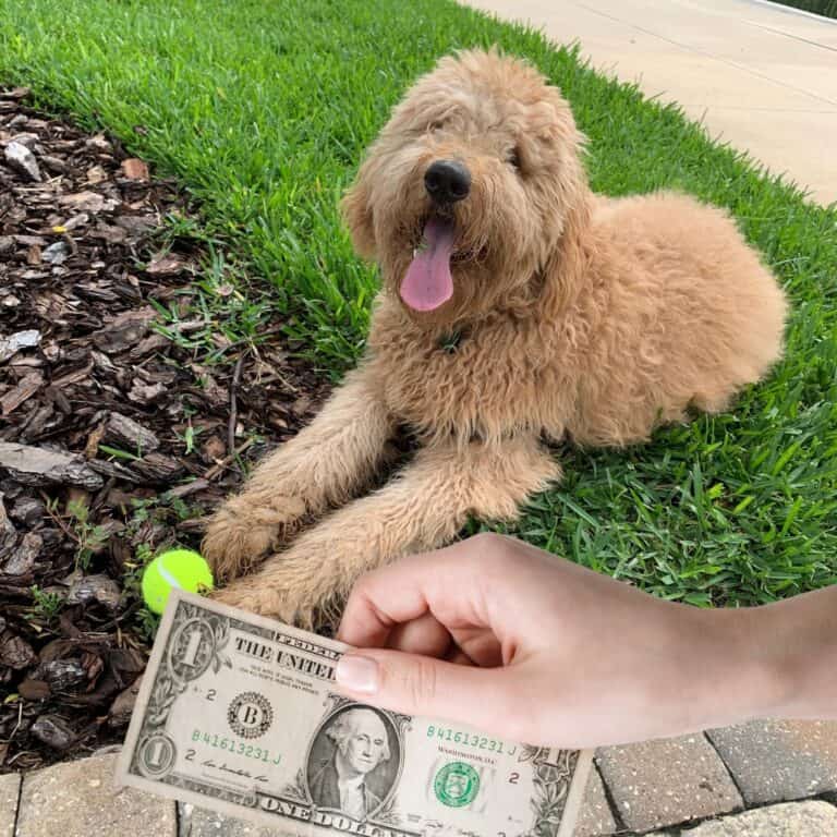 Why Are Goldendoodles So Expensive?