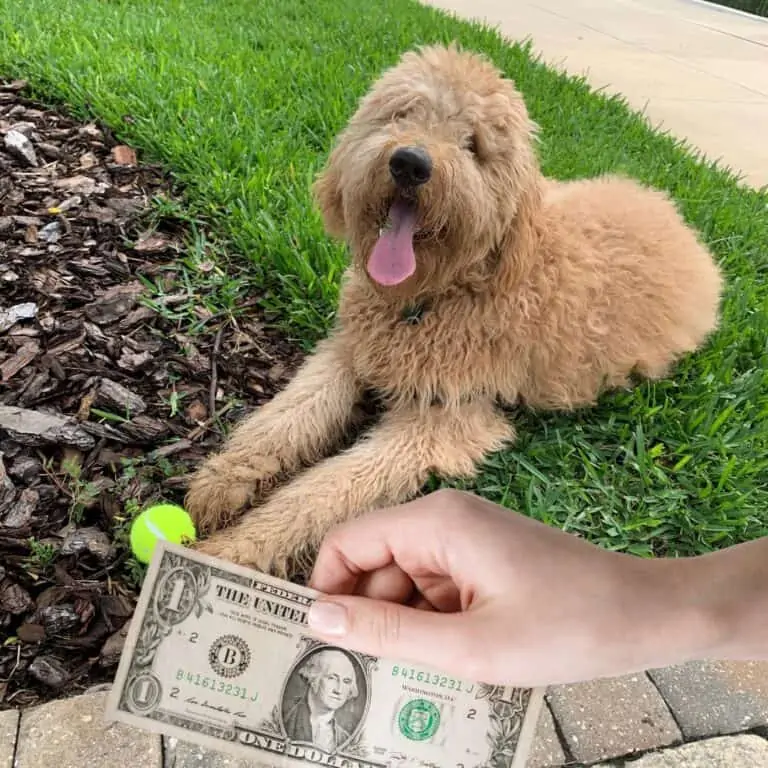 Why Are Goldendoodles So Expensive?