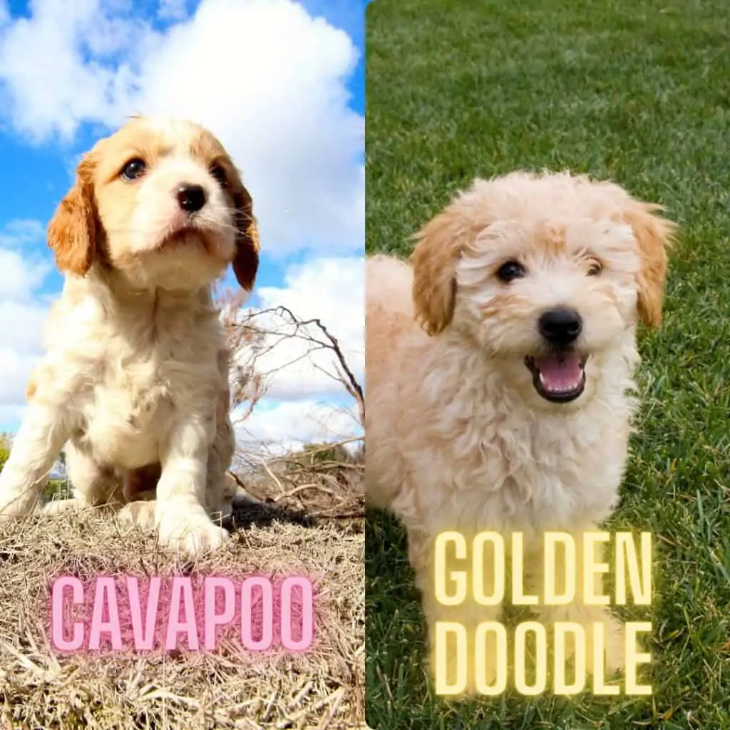 cavapoo vs goldendoodle appearance side by side