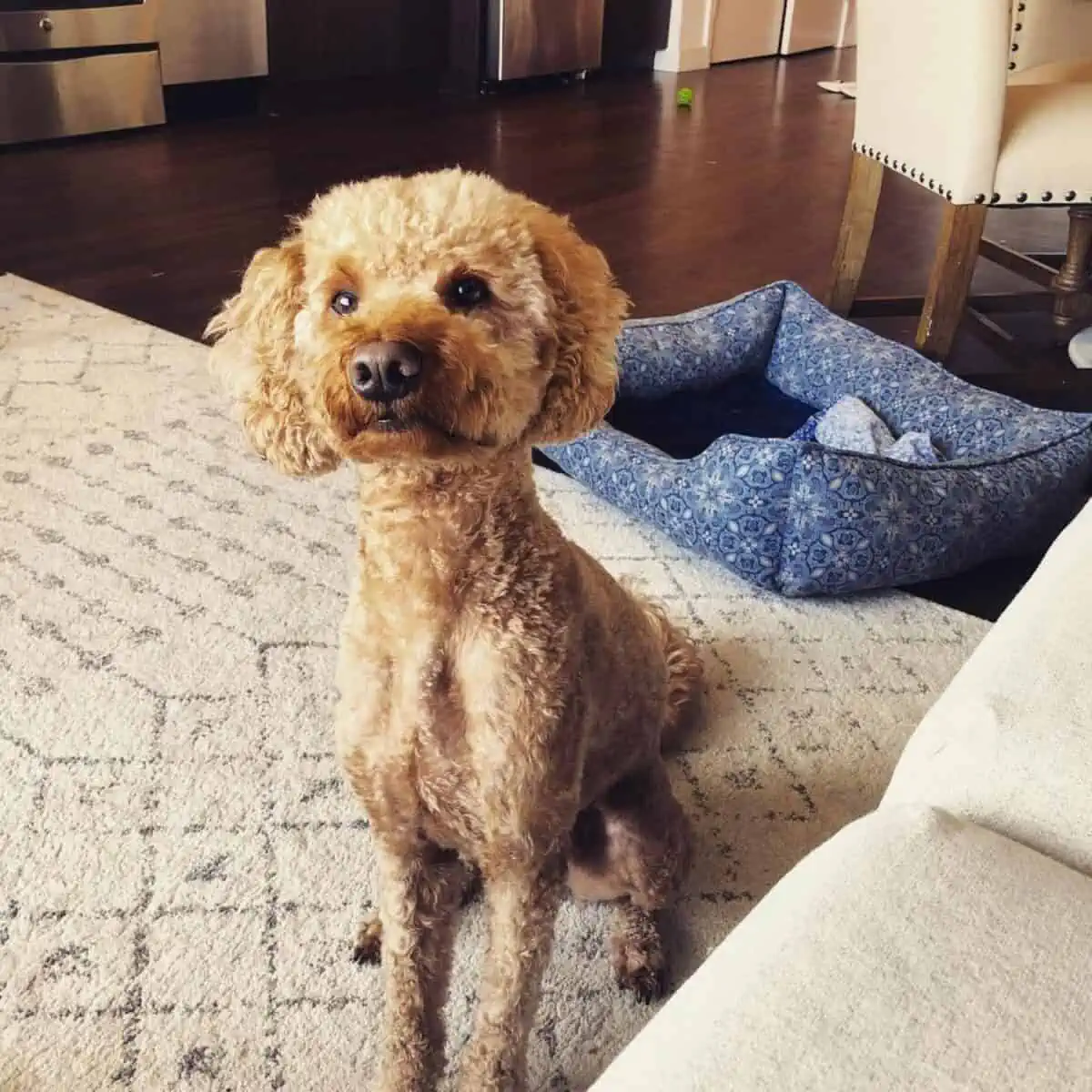 How to Shave a Goldendoodle? [Grooming Steps and Video Guide] 1