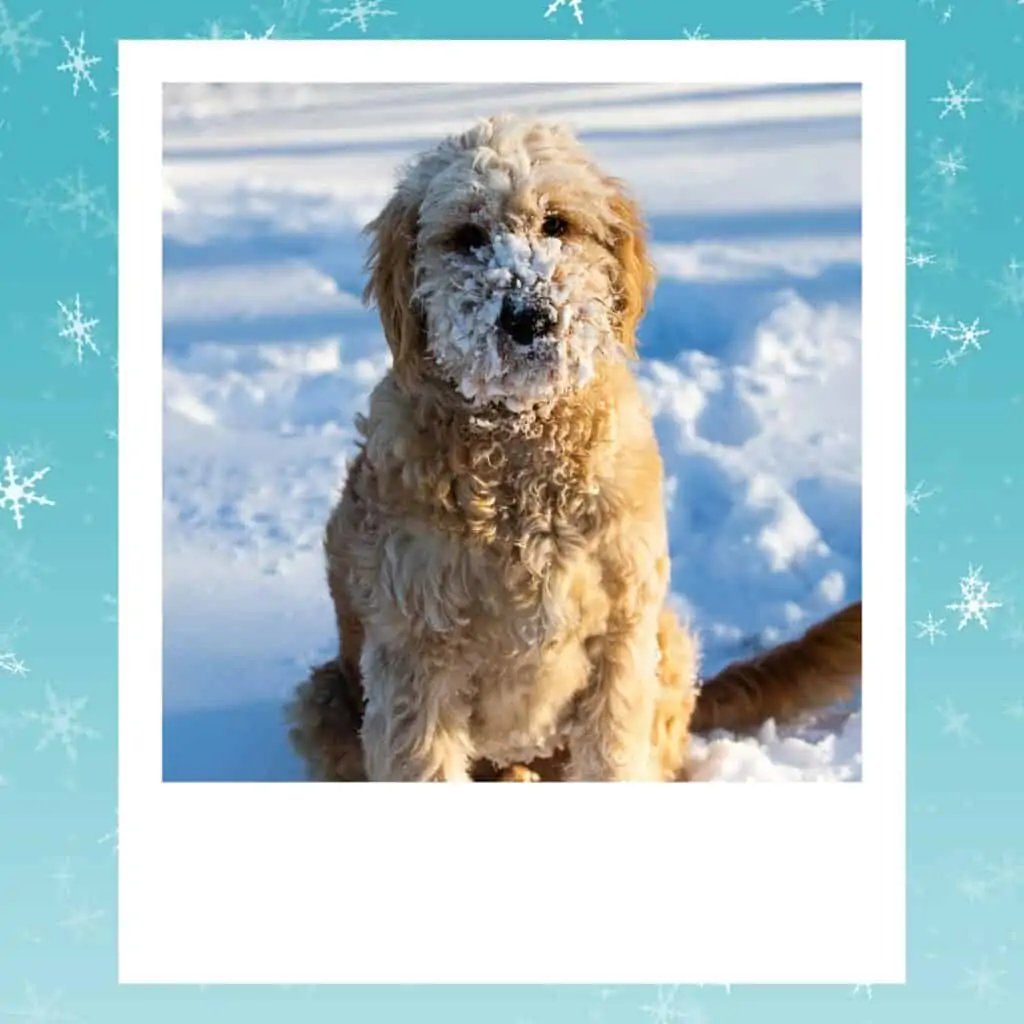 goldendoodle sitting in snow