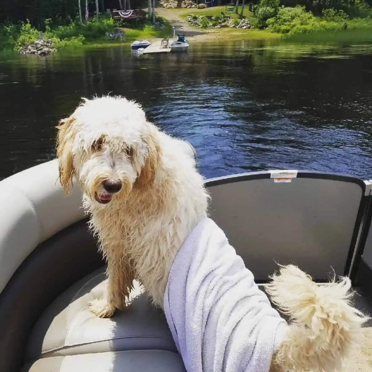 Goldendoodle just went out of the water