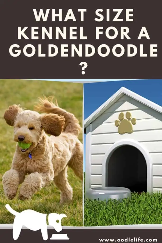 what size kennel for a goldendoodle