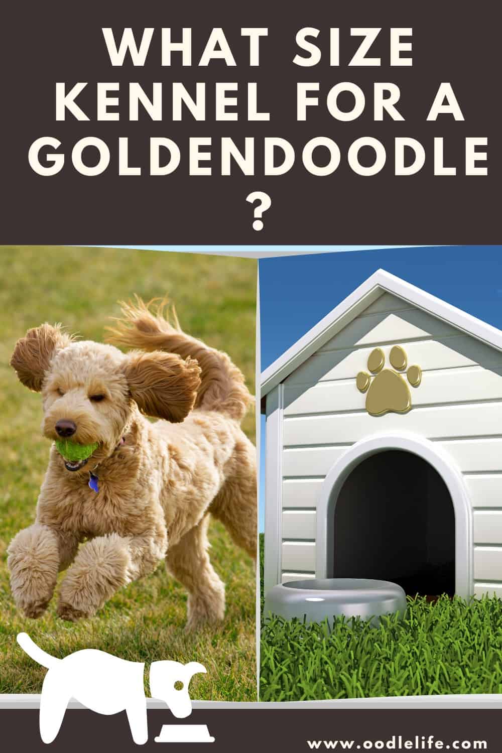 What Size Crate for Goldendoodle 