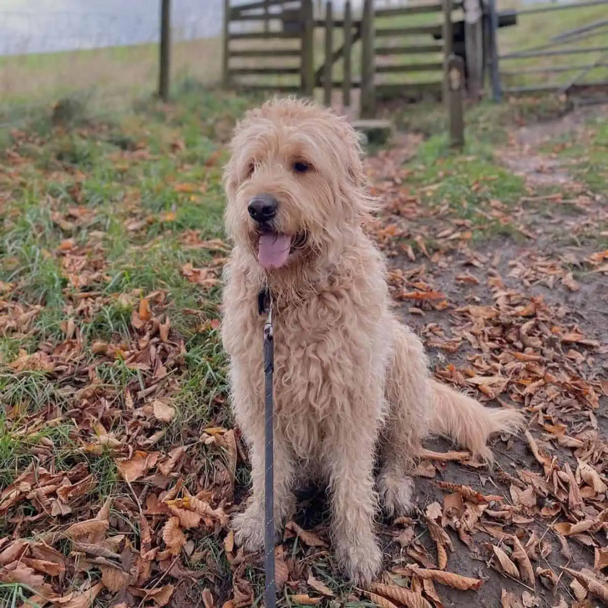 Goldendoodle out for potty