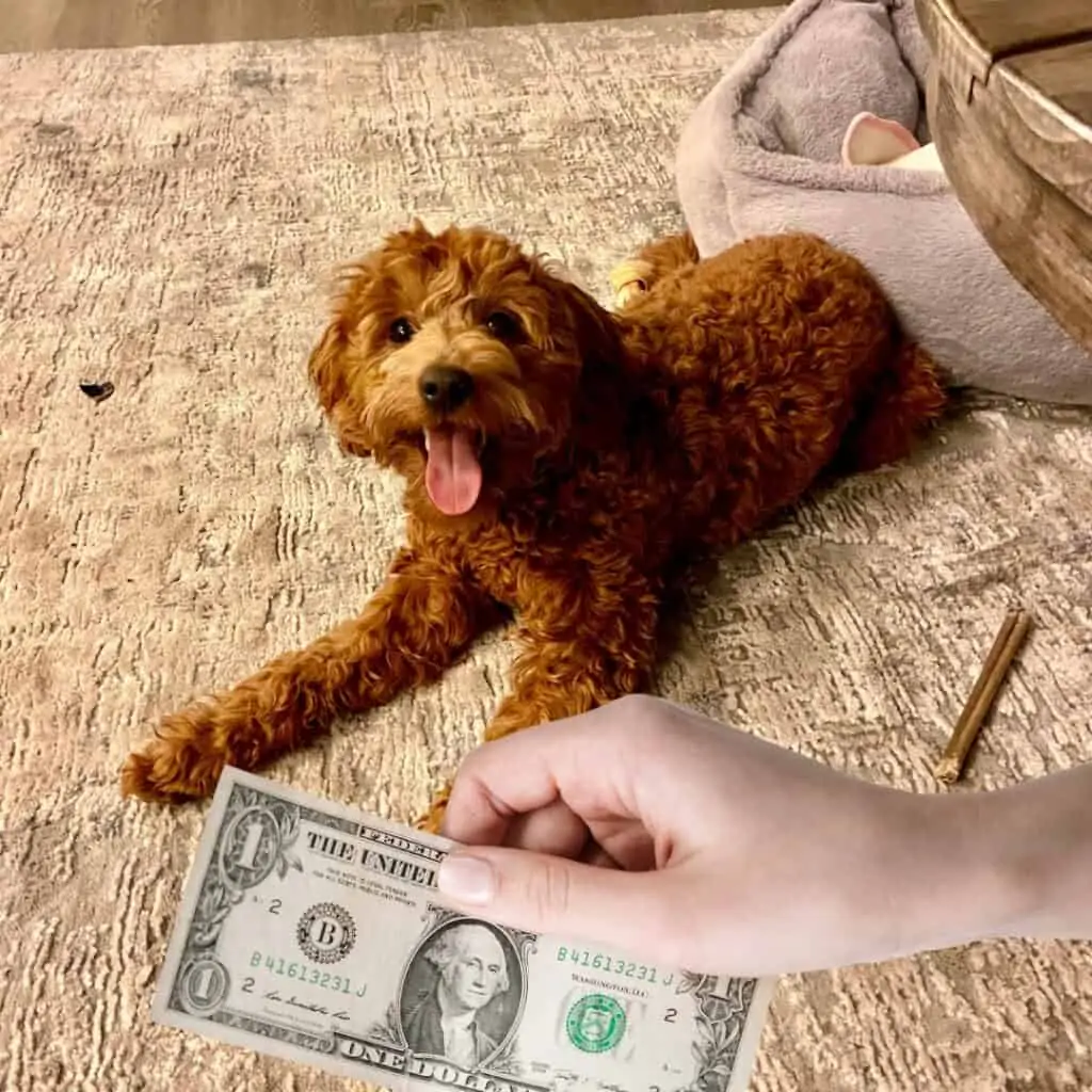 red goldendoodle expensive