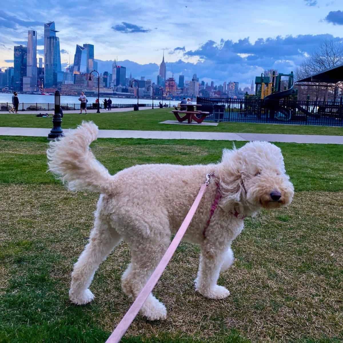 Goldendoodle ready for a run