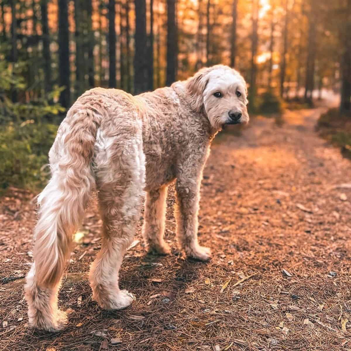 Goldendoodle ready to run