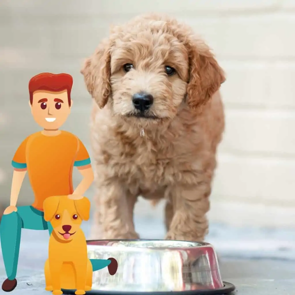 best goldendoodle rescues in the USA