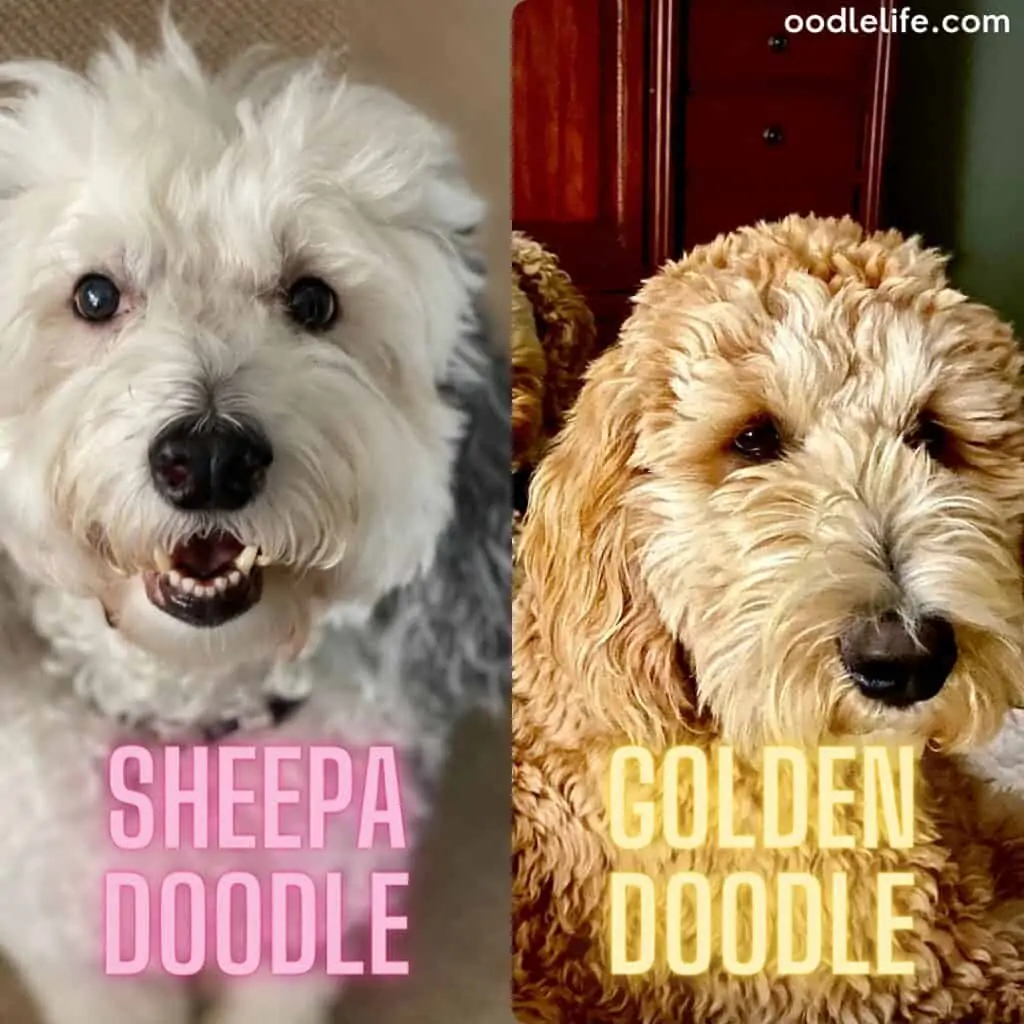 goldendoodle and sheepadoodle size comparison