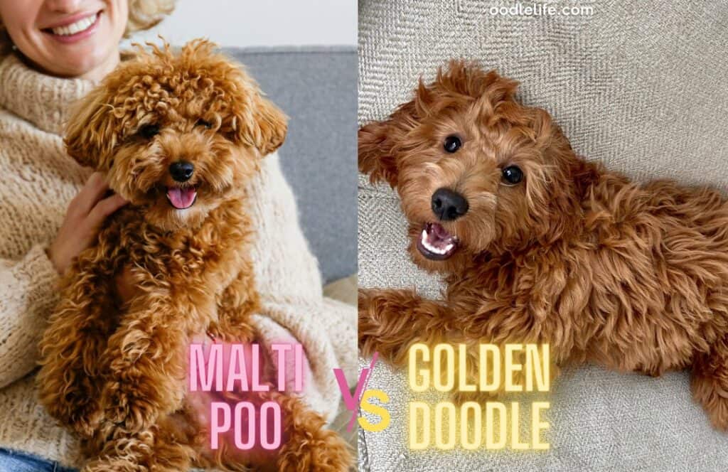 Maltipoo Vs Goldendoodle Breed Comparison With Photos Oodle Life