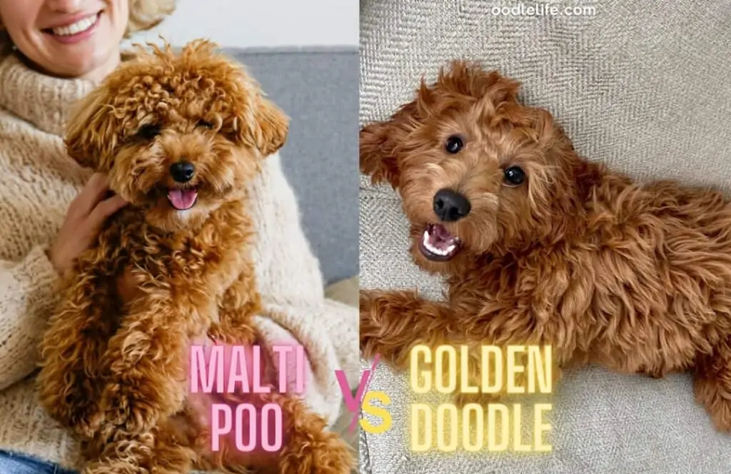 maltipoo vs goldendoodle appearance