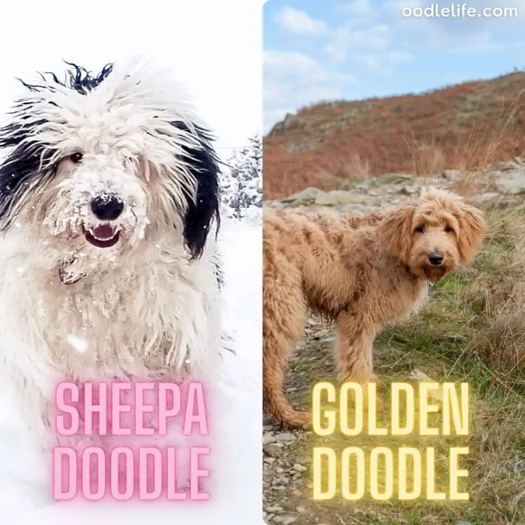 goldendoodle and sheepadoodle in nature
