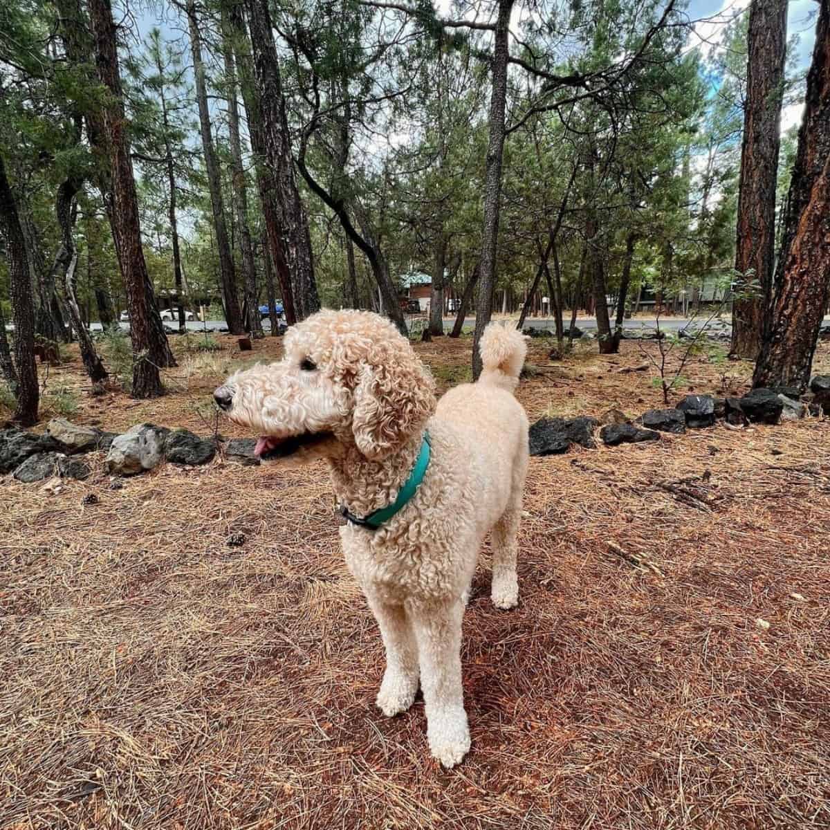 Goldendoodle was called by owner