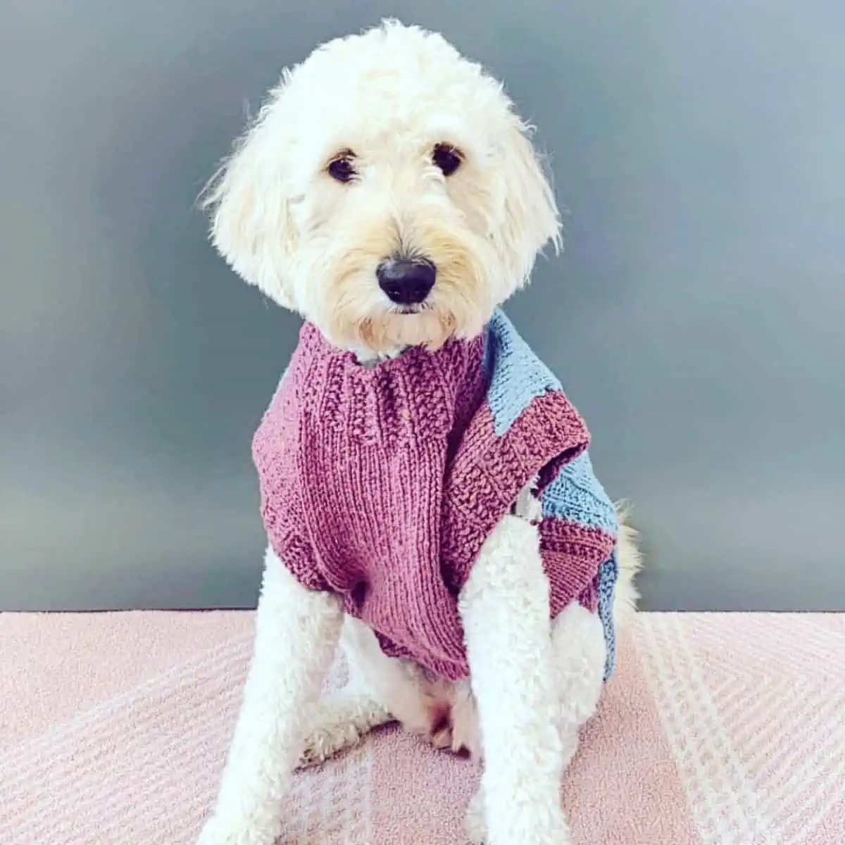 Goldendoodle wears sweater from a gift