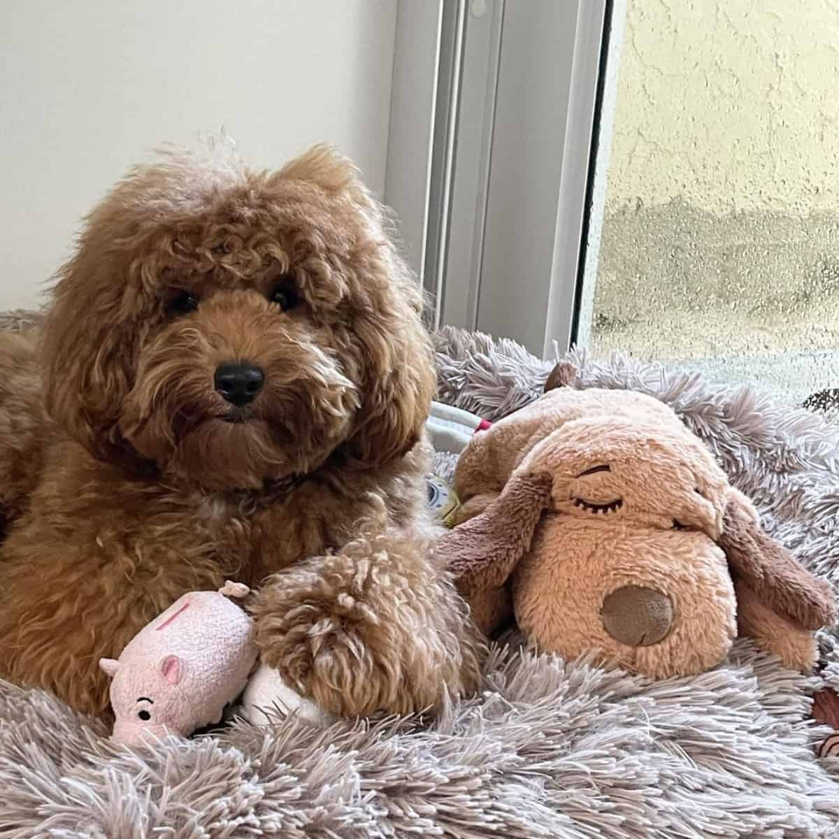 Goldendoodle with animal toys