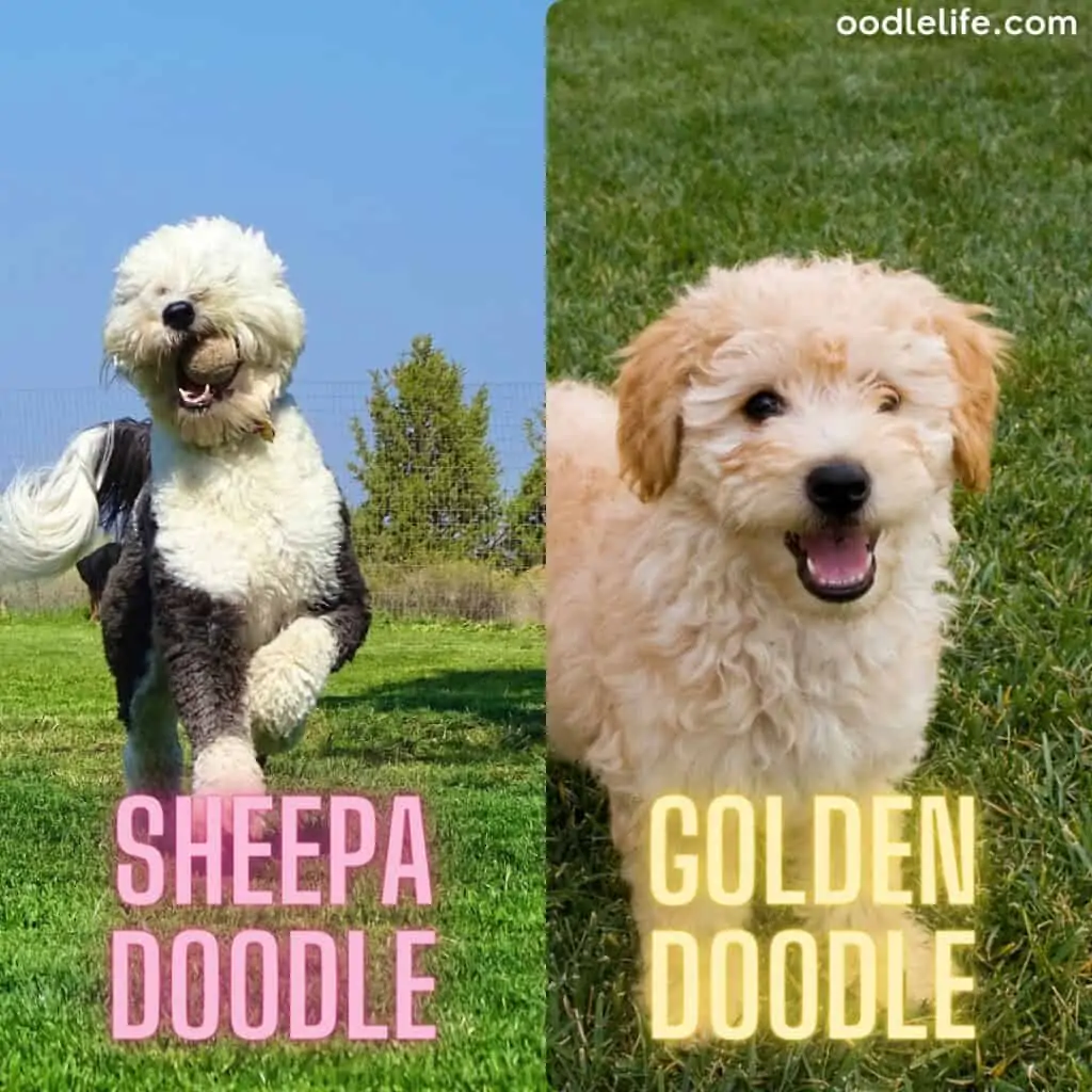 groodle vs sheepadoodle