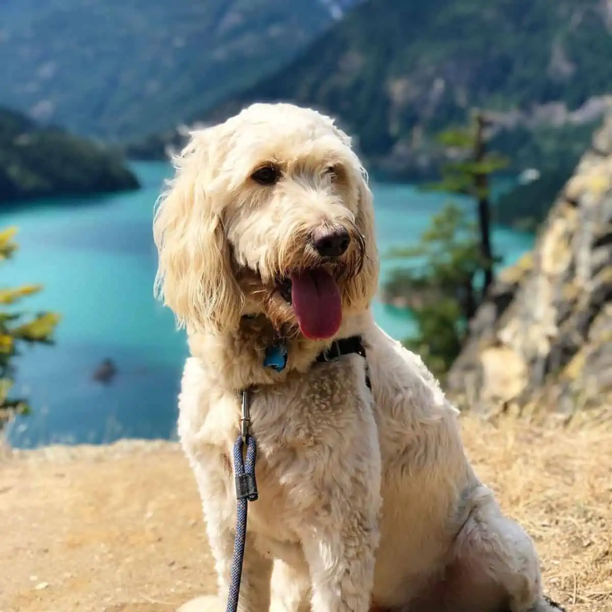 hiking with a Goldendoodle