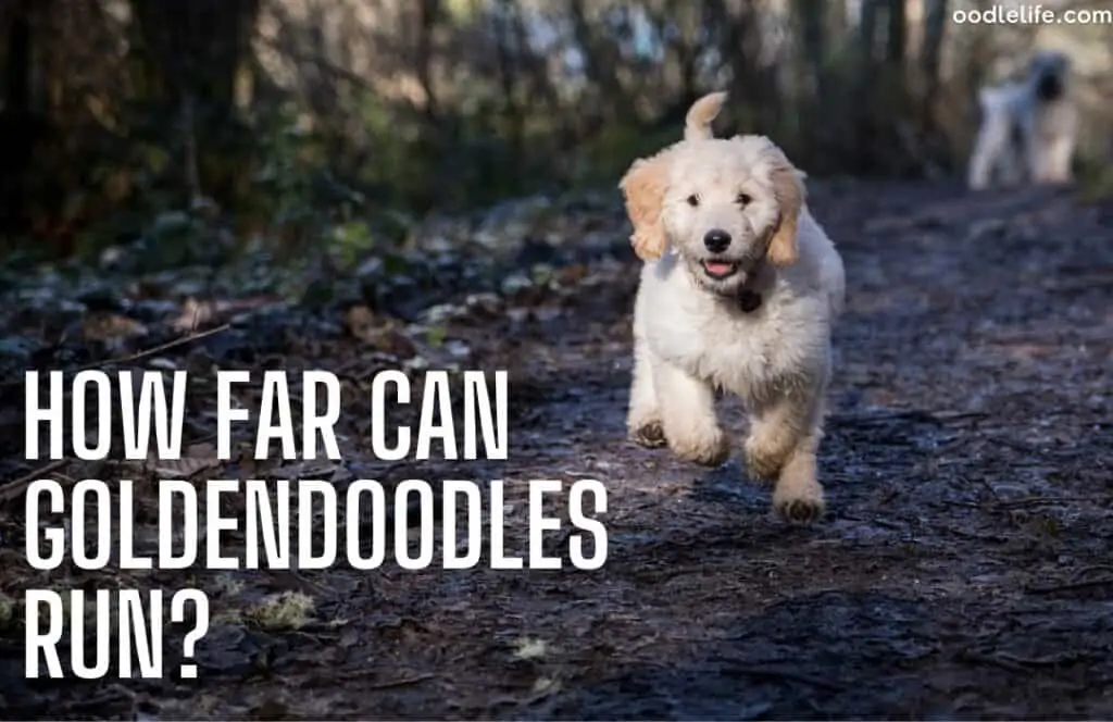 how far can Goldendoodles run a white goldendoodle running off leash