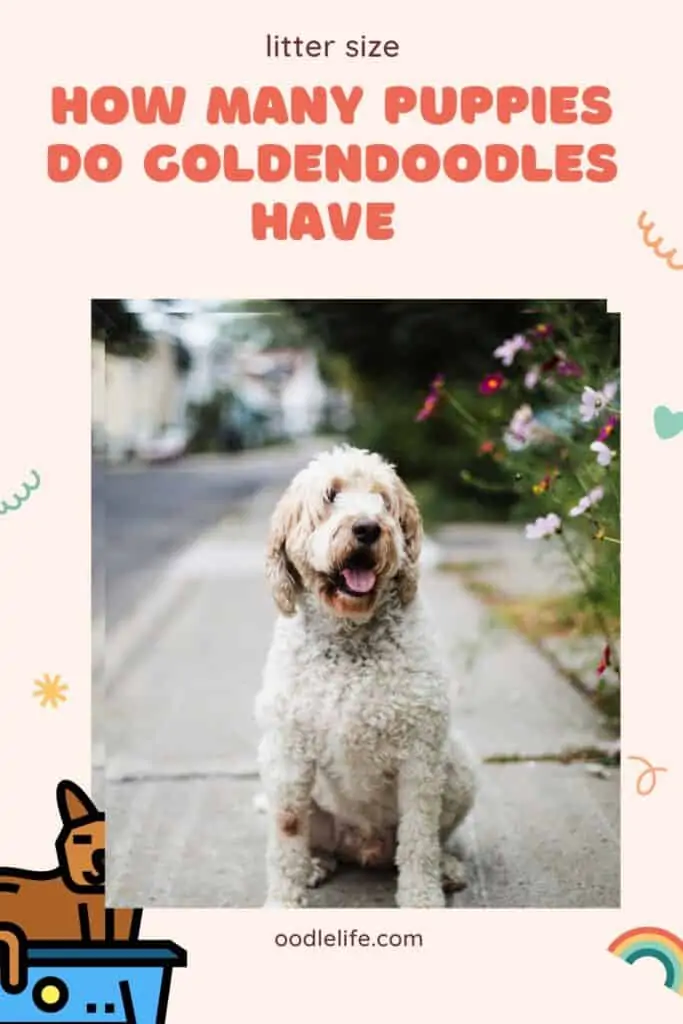 how many puppies do goldendoodles have