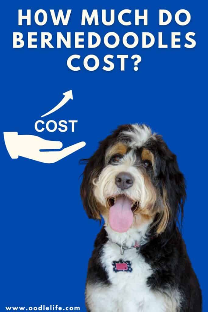 how much does a bernedoodle cost