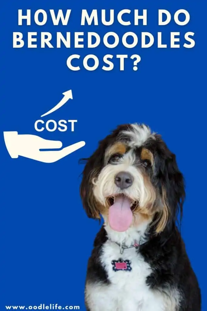 how much does a bernedoodle cost