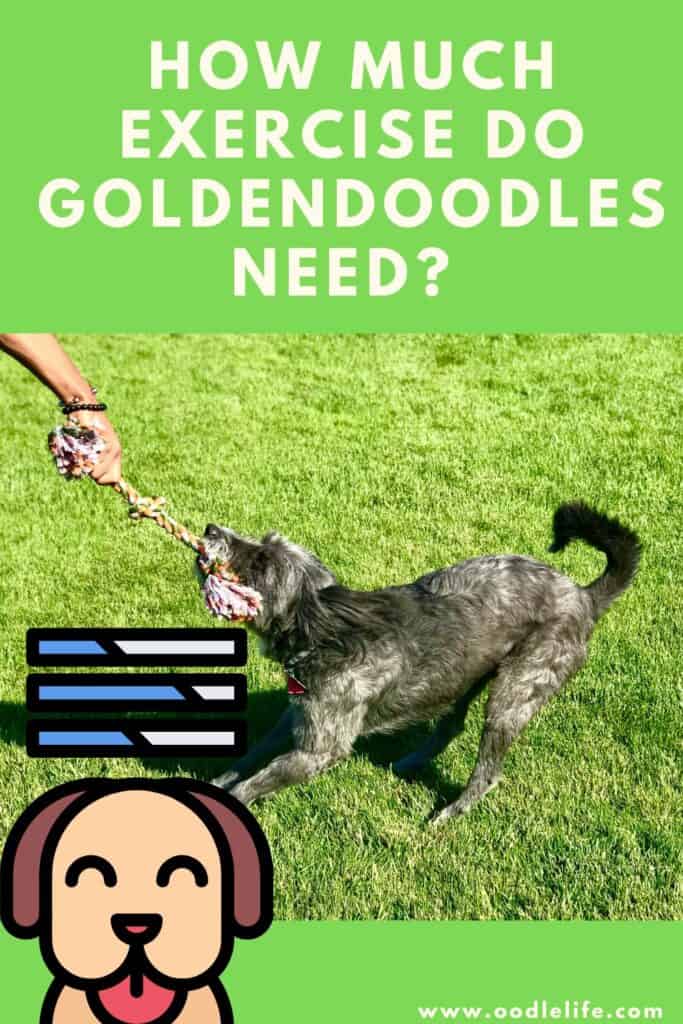 how much exercise do goldendoodles need