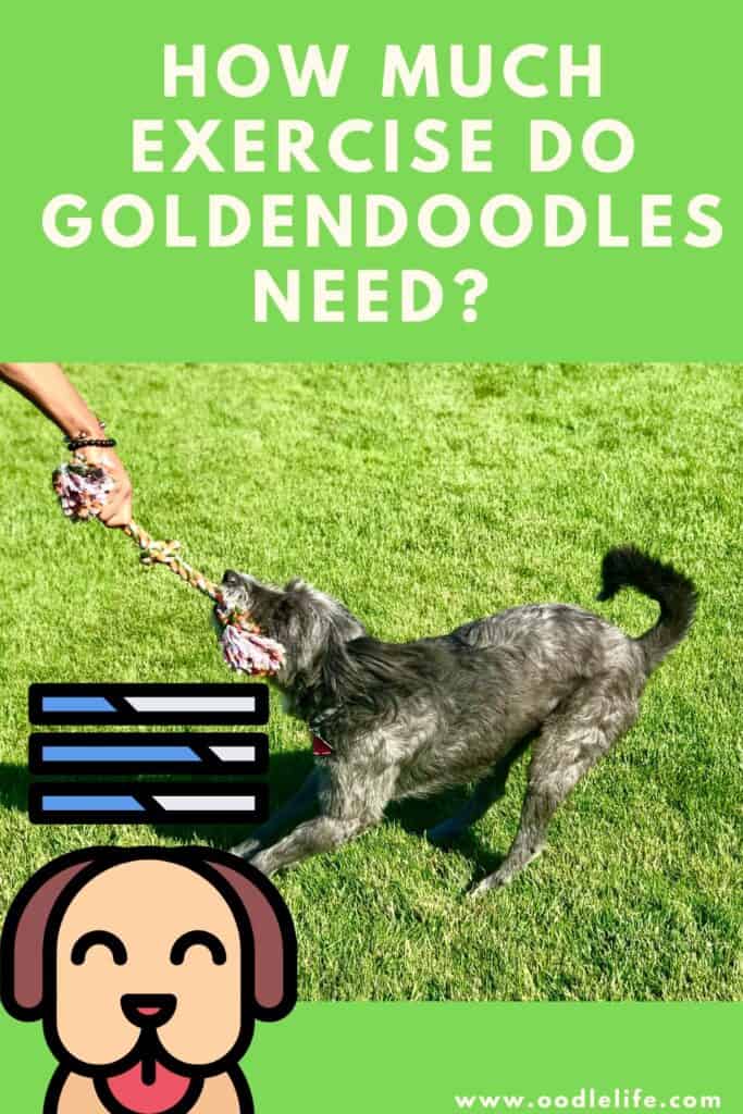 What Size Collar Does A Goldendoodle Need