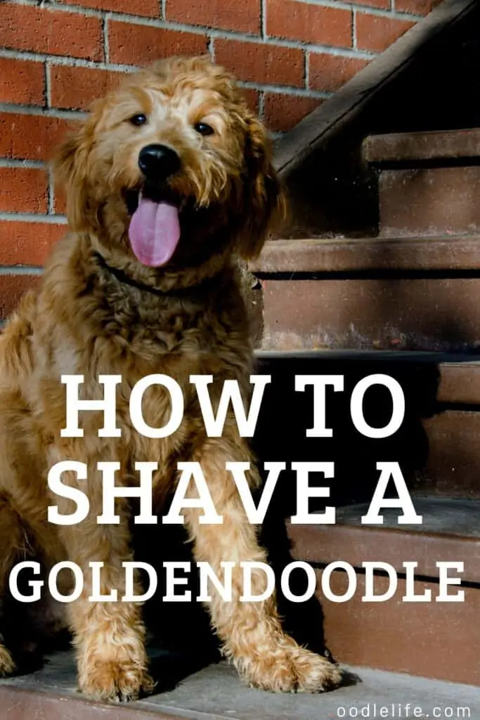 how to shave a goldendoodle