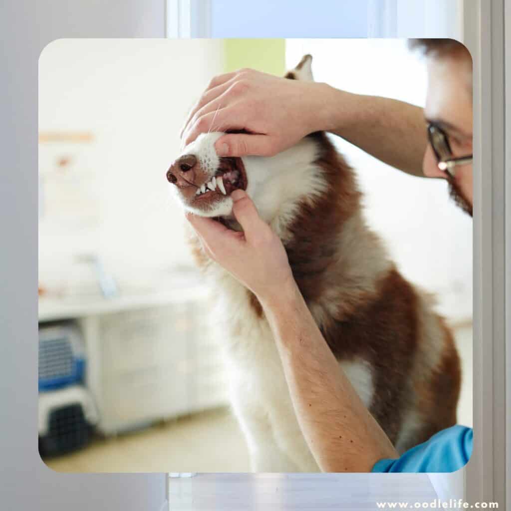 husky getting teeth checked