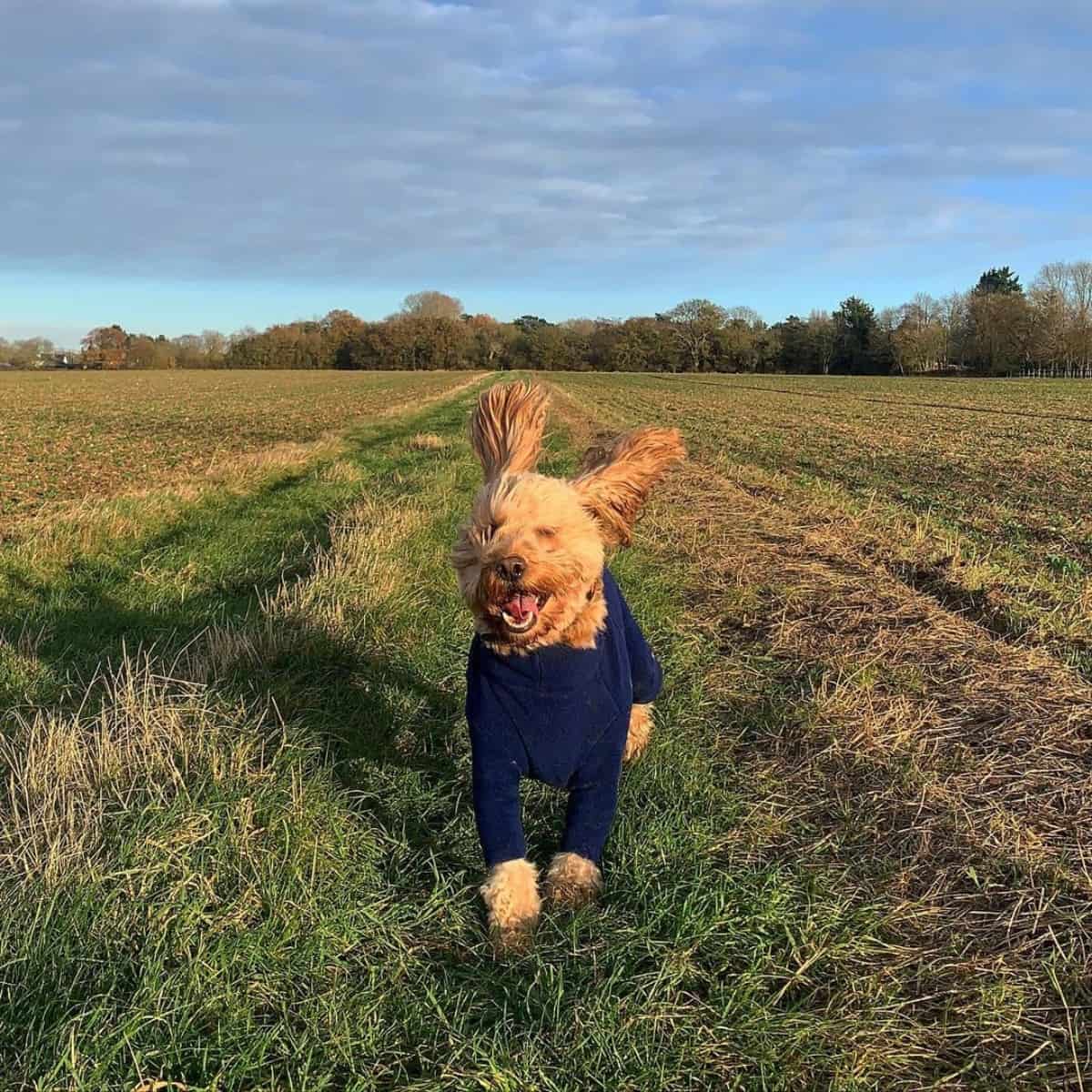 hyper Cockapoo in jacket