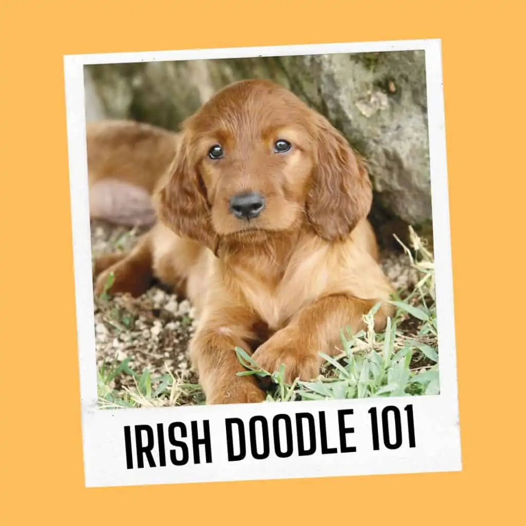 irish doodle 101 - facts and images