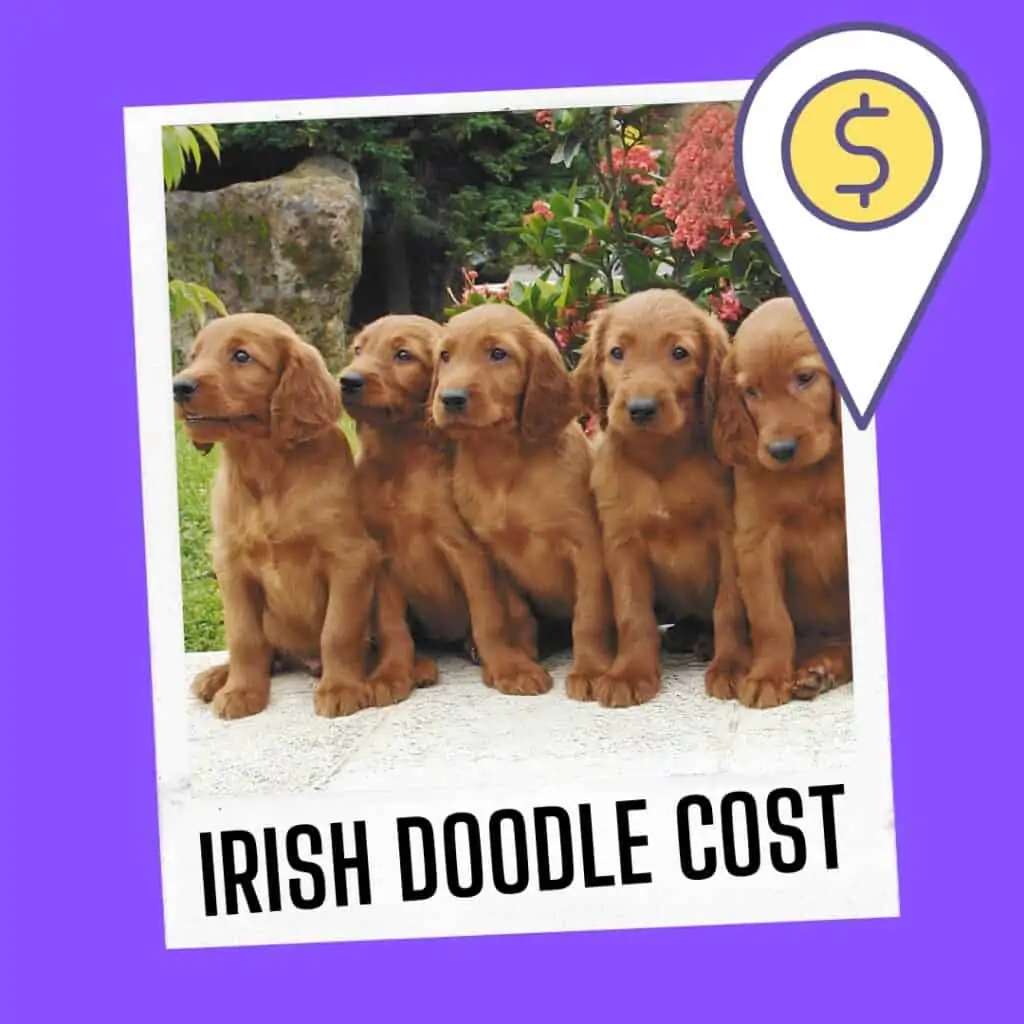 irish doodle cost puppy price
