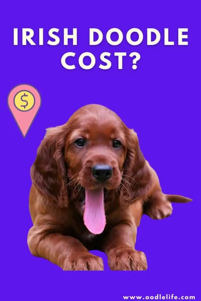 how much does an Irish doodle cost infographic