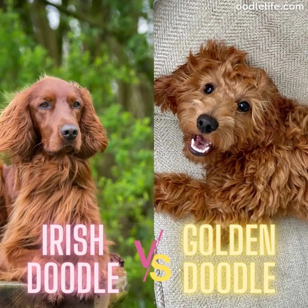 irish doodle vs golden doodle