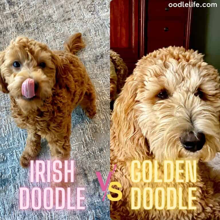 Irish Doodle vs Goldendoodle (Breed Comparison with Photos)