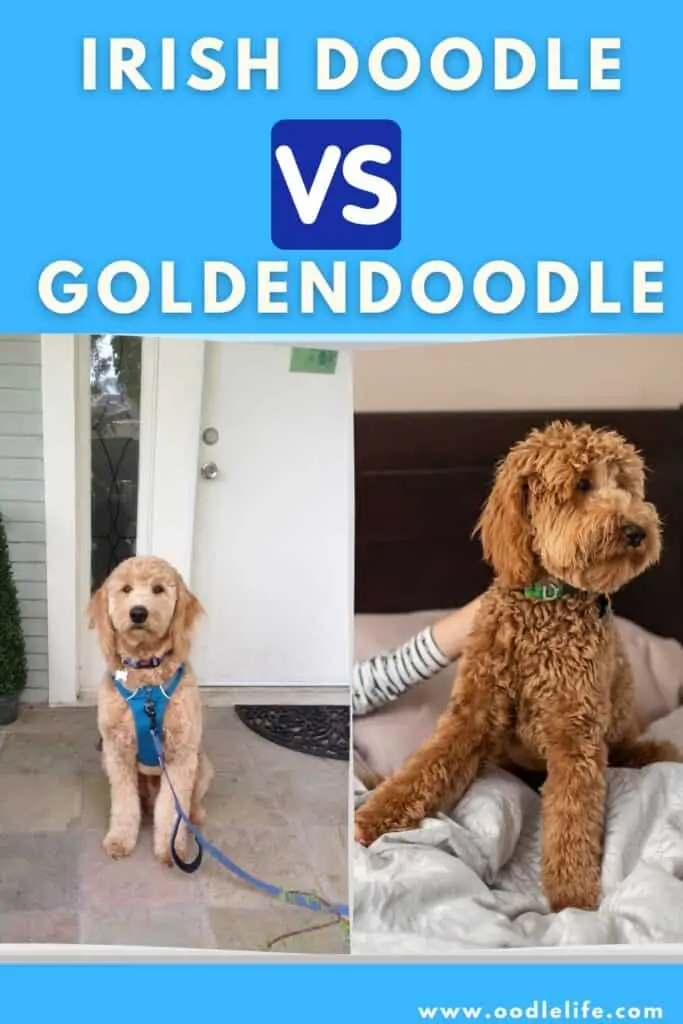 Irish Doodle vs Goldendoodle (Breed Comparison with Photos) 1