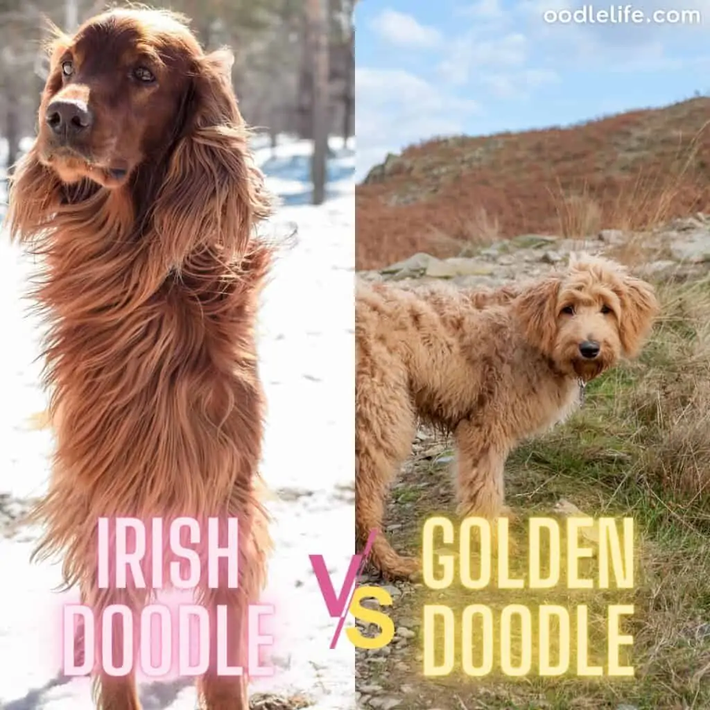 irish doodle vs goldendoodle outdoors