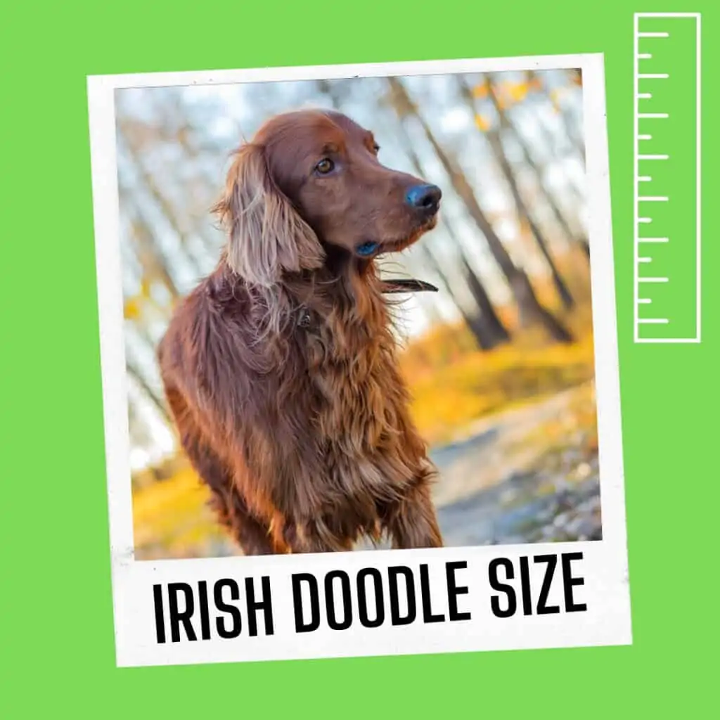 irish doodle cross size