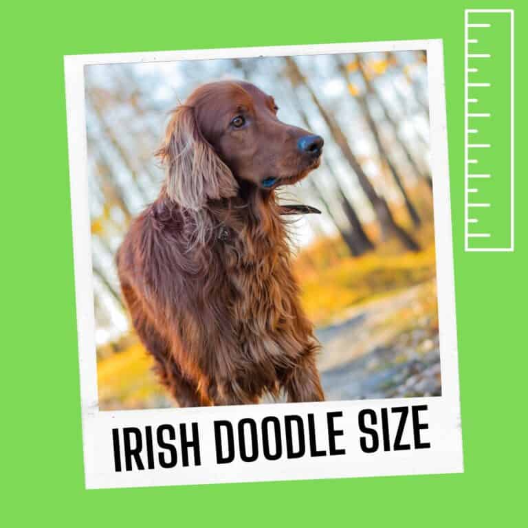 How Big Do Irish Doodles Get?