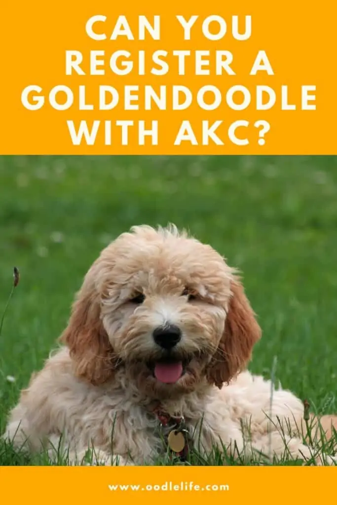 are goldendoodles akc