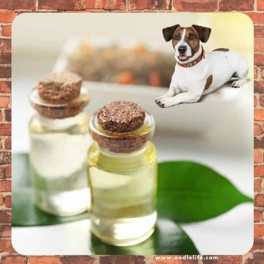 do dogs like tea tree oil