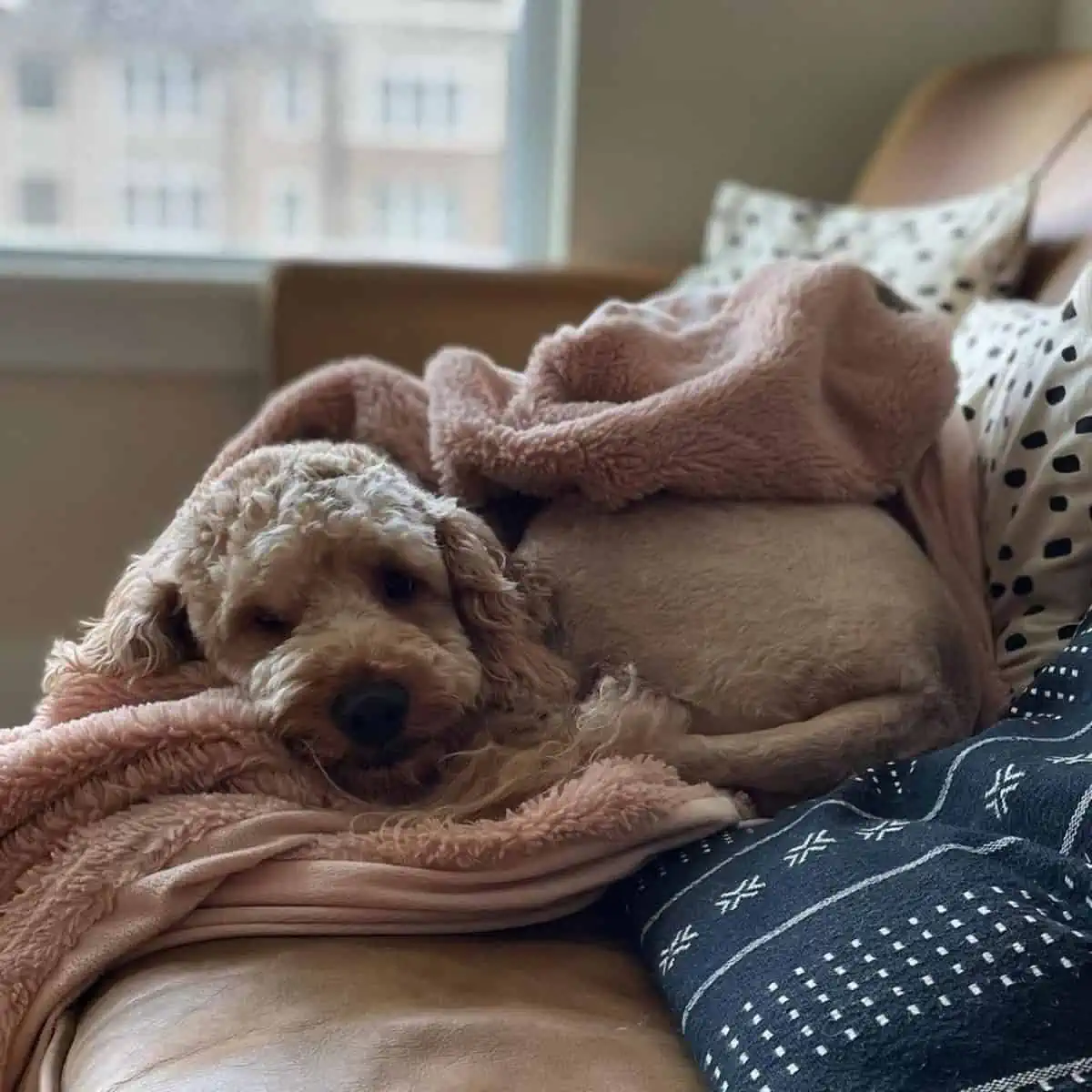keeping Goldendoodle warm with blanket
