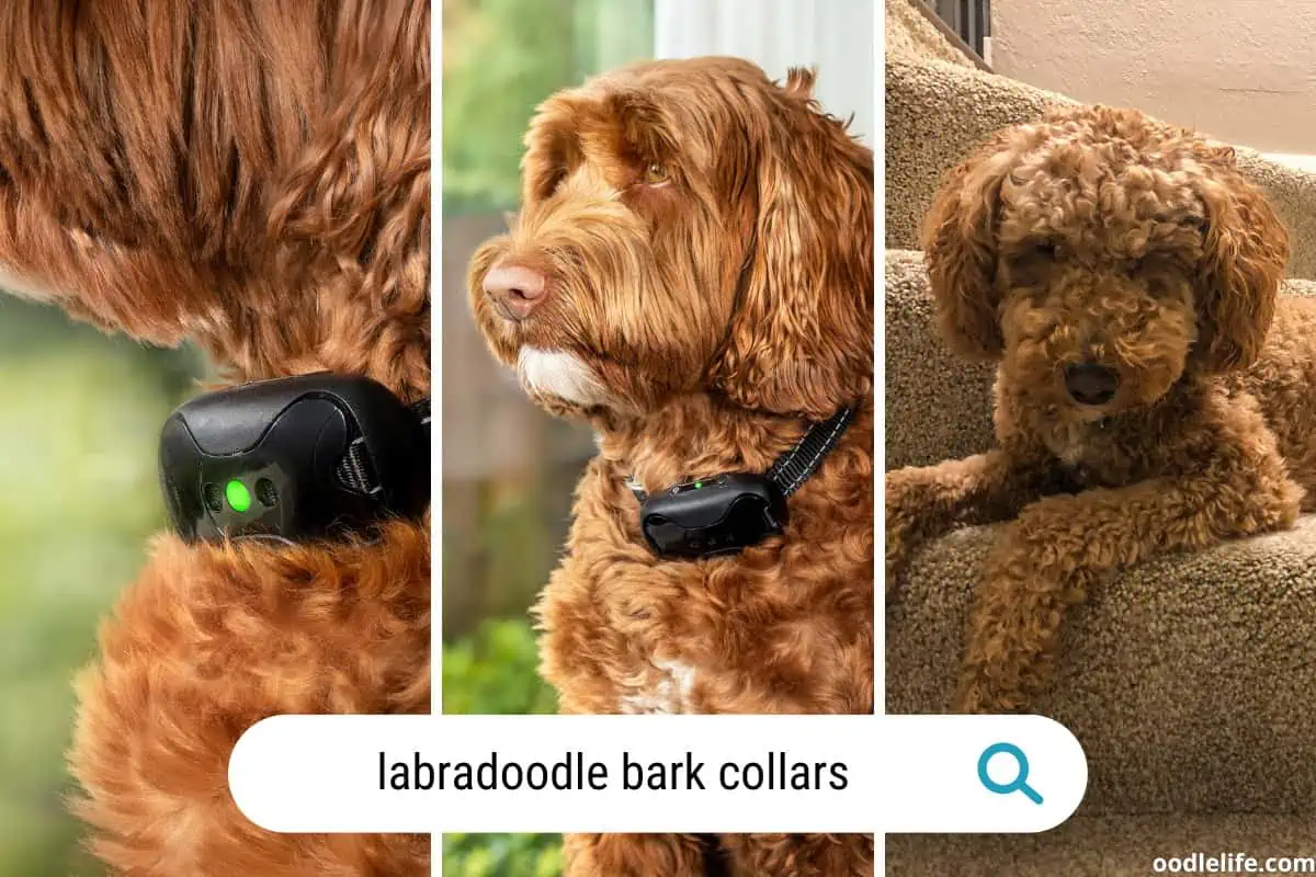 best labradoodle bark collars