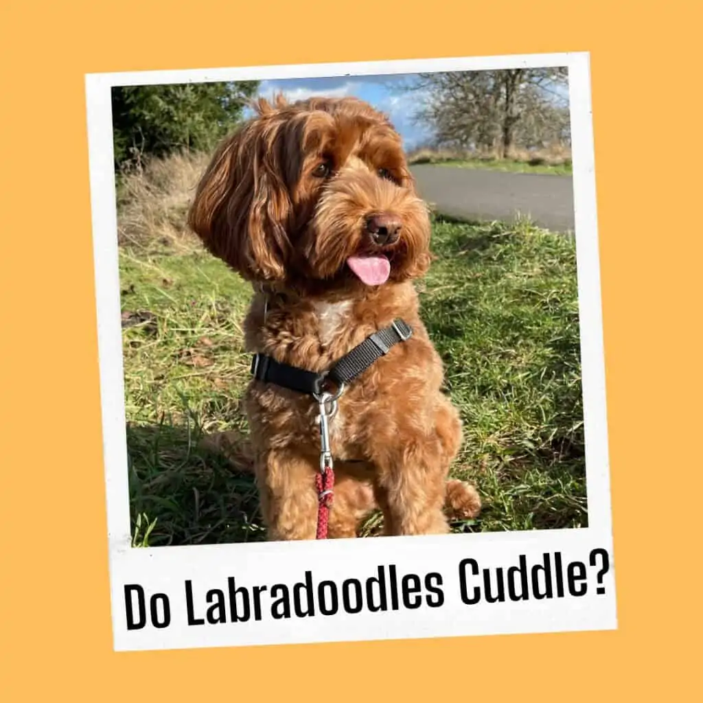 do labradoodles enjoy snuggling