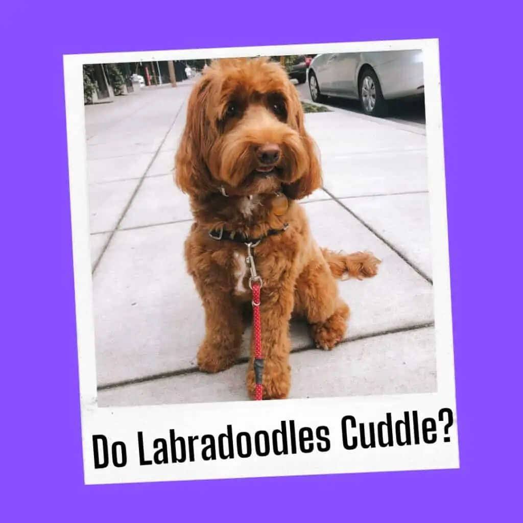 labradoodle love language